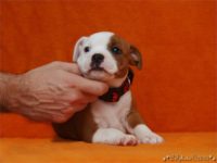 Staffordshire Bull Terrier - litter C