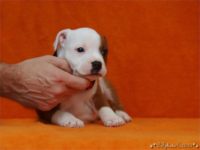 Staffordshire Bull Terrier - litter C