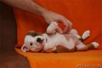 Staffordshire Bull Terrier - litter C