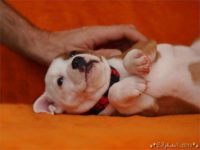 Staffordshire Bull Terrier - litter C