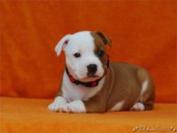 Staffordshire Bull Terrier - litter C