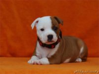 Staffordshire Bull Terrier - litter C