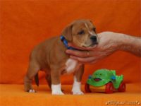 Staffordshire Bull Terrier - litter C