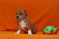 Staffordshire Bull Terrier - litter C