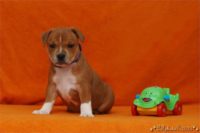 Staffordshire Bull Terrier - litter C