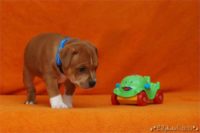 Staffordshire Bull Terrier - litter C