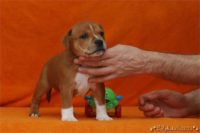 Staffordshire Bull Terrier - litter C