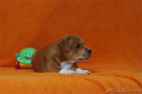 Staffordshire Bull Terrier - litter C