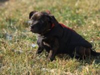 Staffordshire Bull Terrier