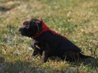 Staffordshire Bull Terrier