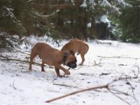 Staffordshire Bull Terrier