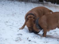 Staffordshire Bull Terrier