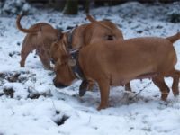 Staffordshire Bull Terrier