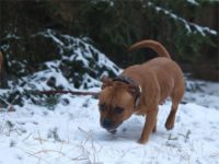 Staffordshire Bull Terrier