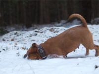 Staffordshire Bull Terrier