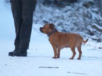 Staffordshire Bull Terrier