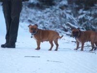 Staffordshire Bull Terrier