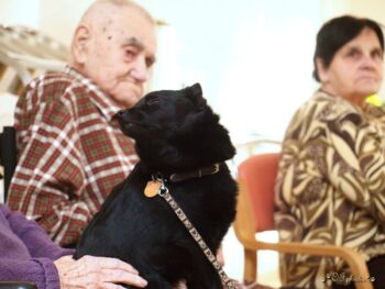 Canisterapie Stafordšírských bulteriérů 198 Canisterapie Stafordšírských bulteriérů stafordšírský bulteriér canisterapie