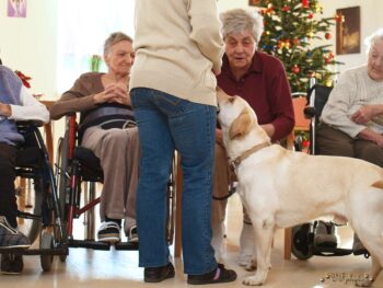 stafordšírský bulteriér canisterapie