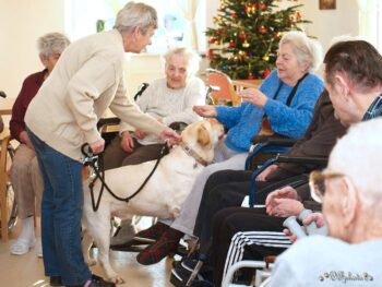 Canisterapie Stafordšírských bulteriérů 196 Canisterapie Stafordšírských bulteriérů stafordšírský bulteriér canisterapie