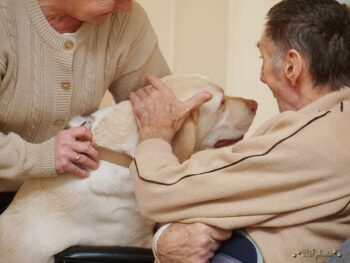stafordšírský bulteriér canisterapie