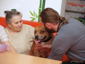 Canisterapie Stafordšírských bulteriérů 188 Canisterapie Stafordšírských bulteriérů stafordšírský bulteriér canisterapie