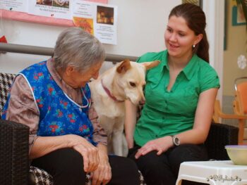 Canisterapie Stafordšírských bulteriérů 187 Canisterapie Stafordšírských bulteriérů stafordšírský bulteriér canisterapie