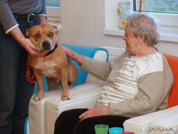 Canisterapie Stafordšírských bulteriérů 186 Canisterapie Stafordšírských bulteriérů stafordšírský bulteriér canisterapie