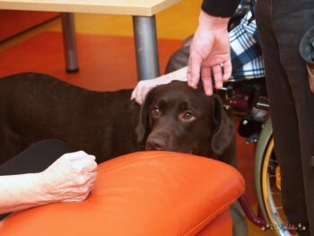 stafordšírský bulteriér canisterapie