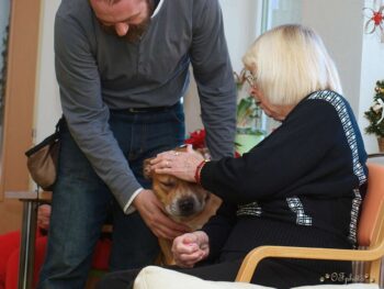 Canisterapie Stafordšírských bulteriérů 184 Canisterapie Stafordšírských bulteriérů stafordšírský bulteriér canisterapie