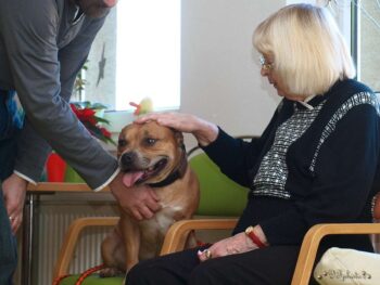 stafordšírský bulteriér canisterapie
