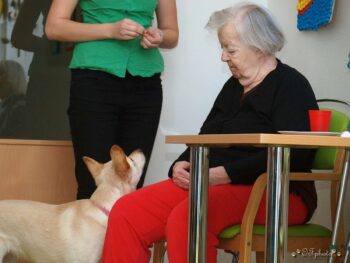 Canisterapie Stafordšírských bulteriérů 182 Canisterapie Stafordšírských bulteriérů stafordšírský bulteriér canisterapie