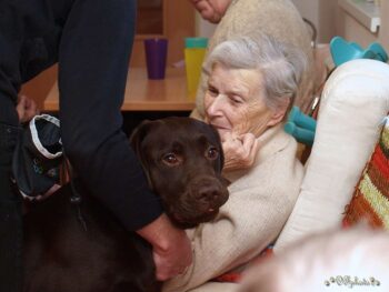 Canisterapie Stafordšírských bulteriérů 180 Canisterapie Stafordšírských bulteriérů stafordšírský bulteriér canisterapie