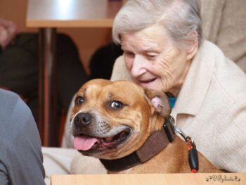 stafordšírský bulteriér canisterapie