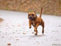 Staffordshire bull terrier1