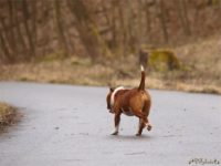 Staffordshire bull terrier10