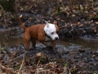 Staffordshire bull terrier11