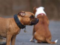 Staffordshire bull terrier16