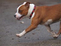 Staffordshire bull terrier17