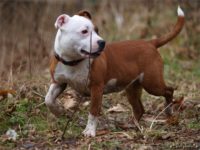 Staffordshire bull terrier18