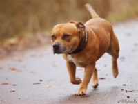 Staffordshire bull terrier2