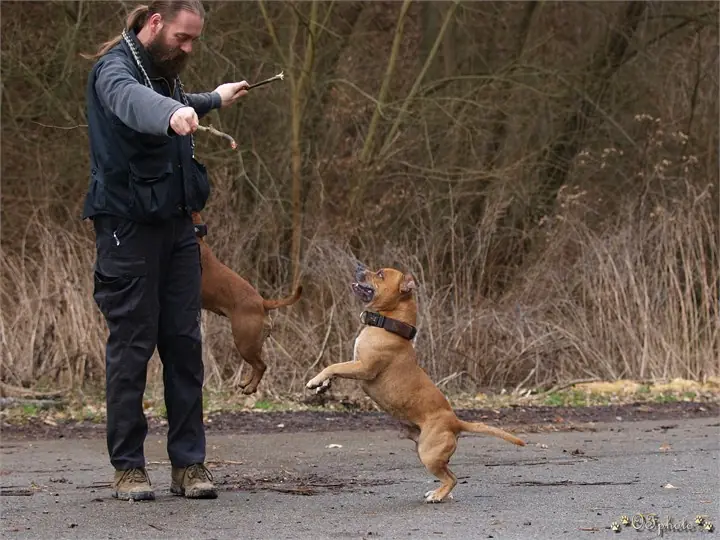 Staffordshire Bull Terrier