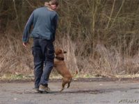 Staffordshire Bull Terrier