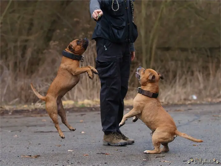 Staffordshire Bull Terrier