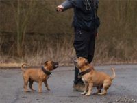 Staffordshire Bull Terrier