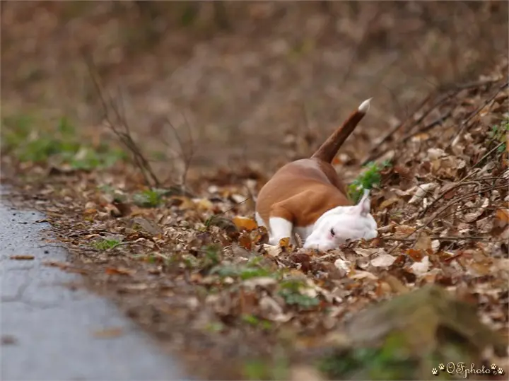 Staffordshire bull terrier3