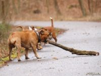 Staffordshire Bull Terrier