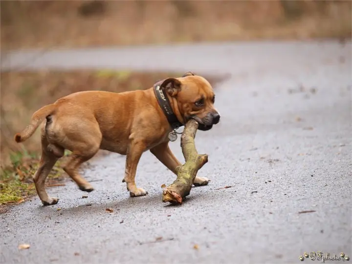 Staffordshire Bull Terrier