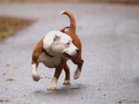 Staffordshire Bull Terrier