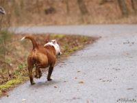 Staffordshire Bull Terrier